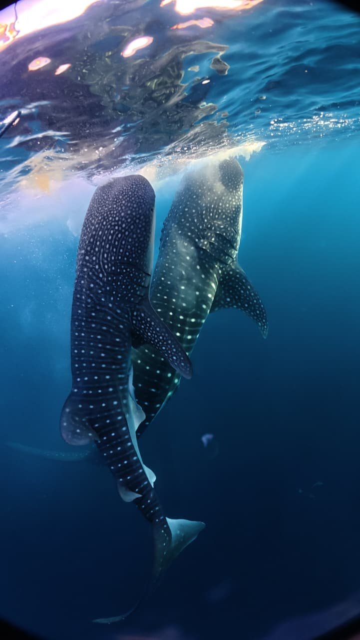 About Saleh Bay Whale Shark Tour