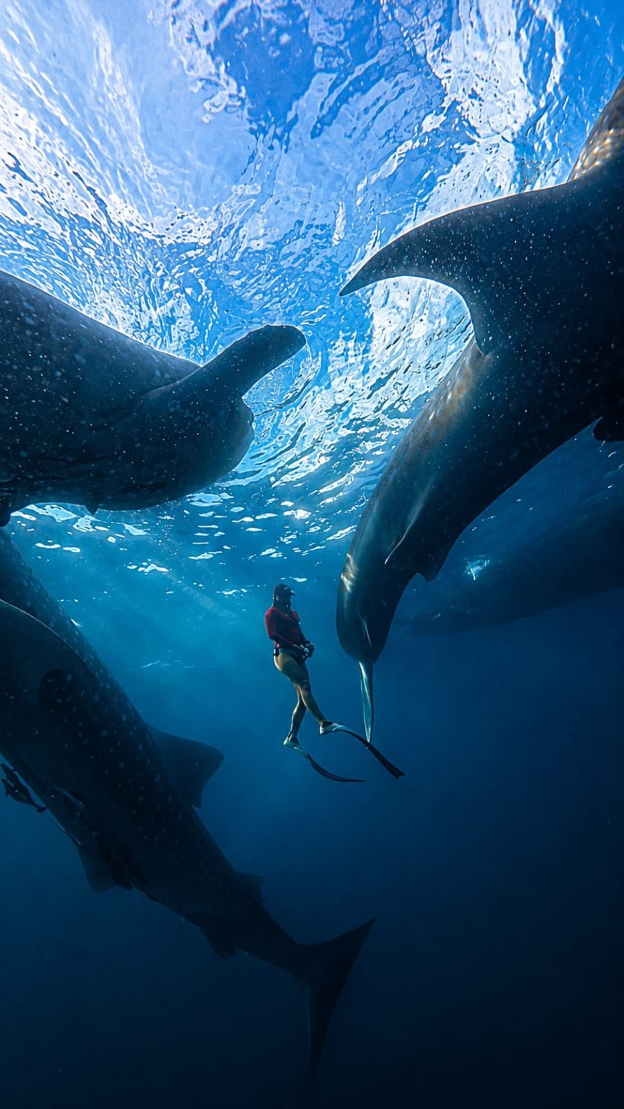 Reefs alive with colour